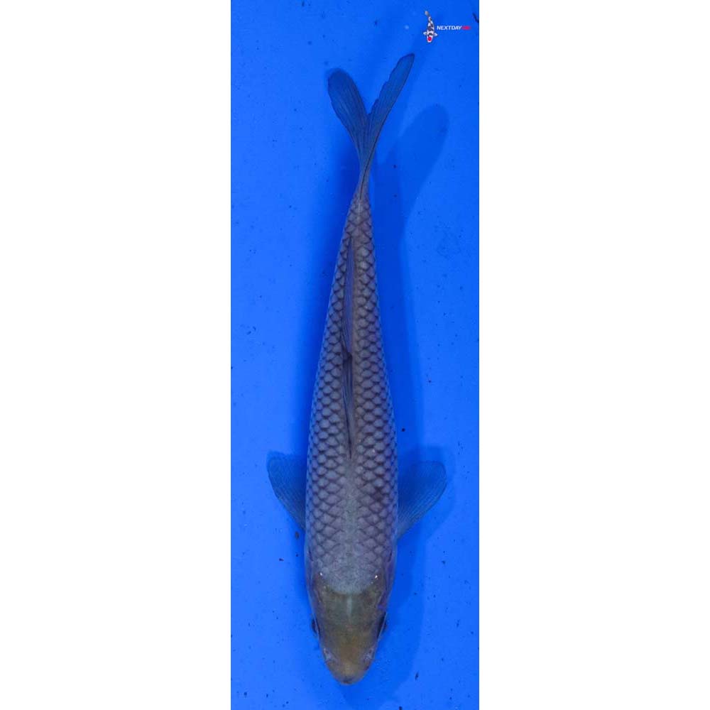 5.5” Imported Soragoi