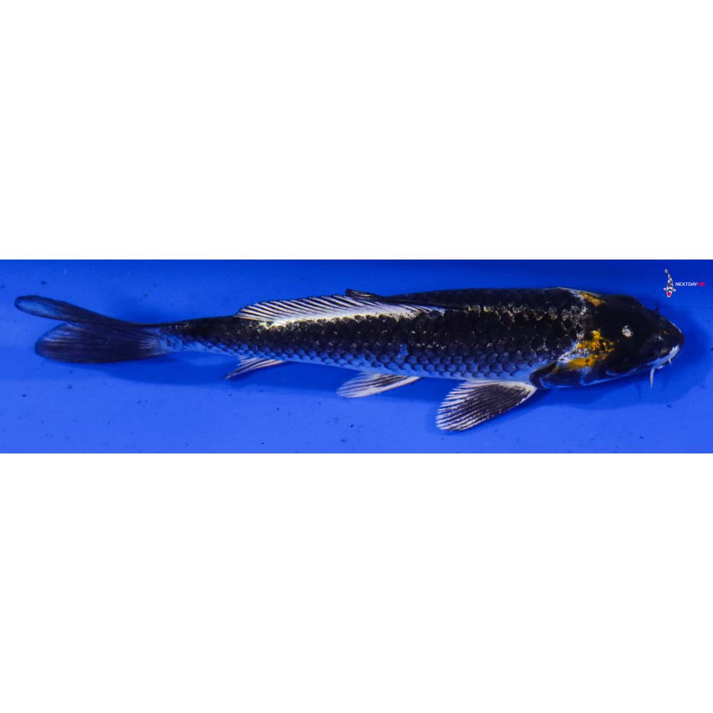 5.5” Imported Kujaku