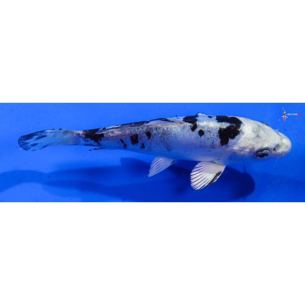 6” Imported Doitsu Gin Shiro Bekko