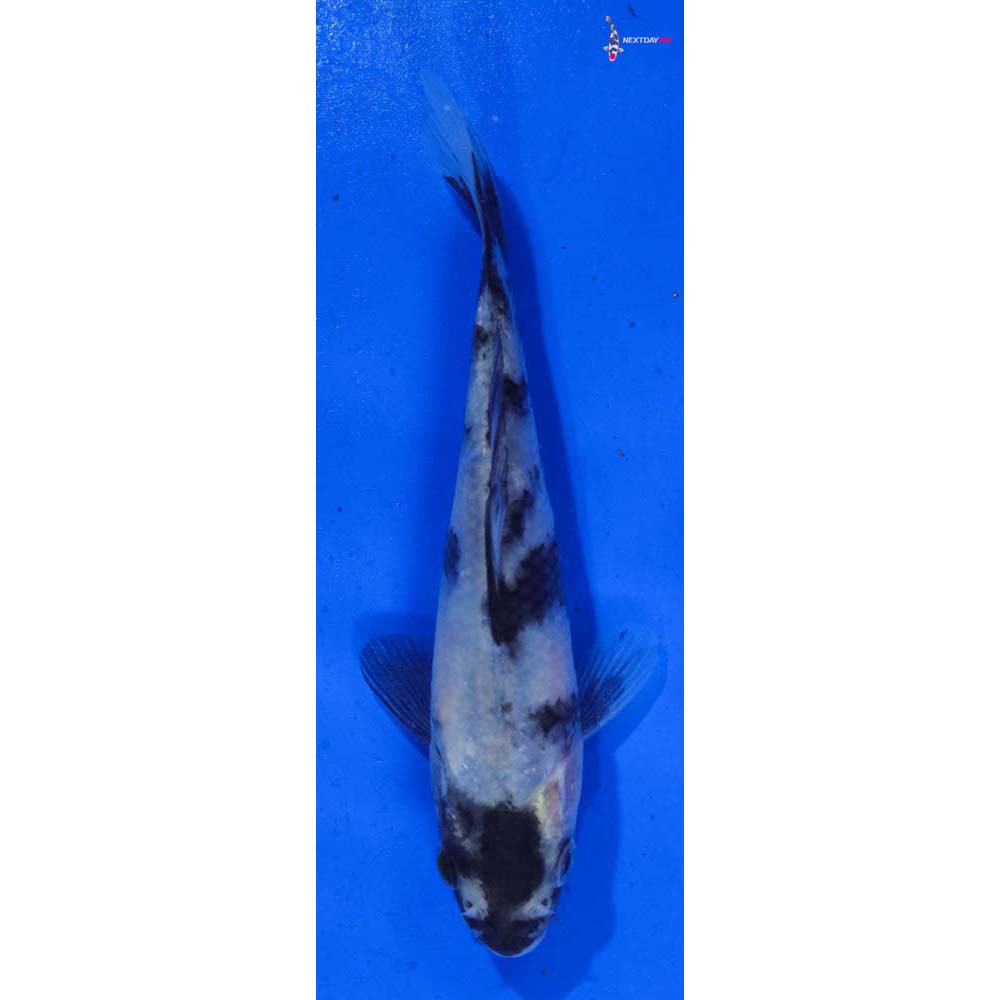 5” Imported Shiro Utsuri