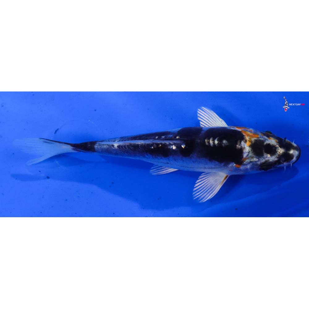 5” Imported Heisei Nishiki