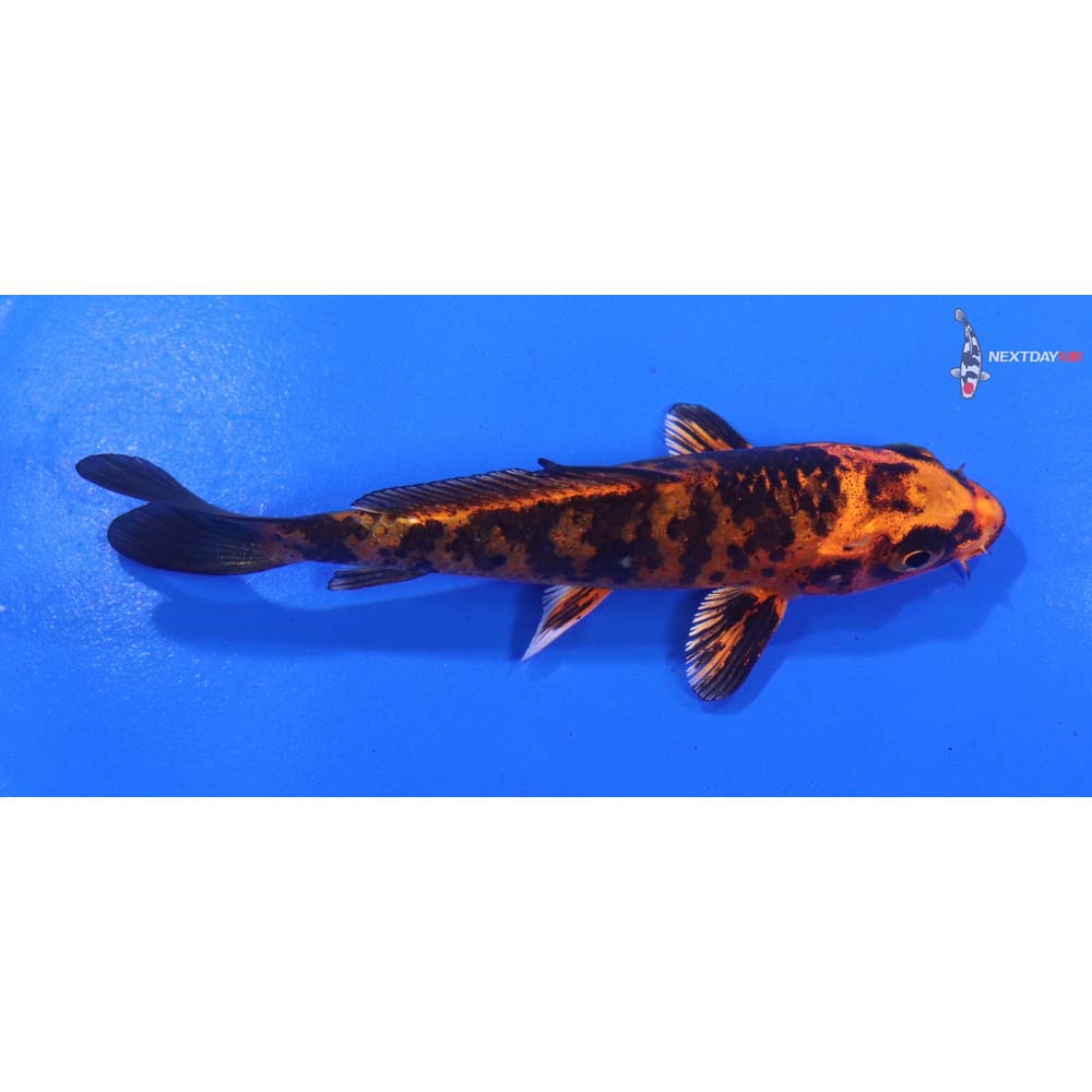 4” Imported Kin Aka Bekko