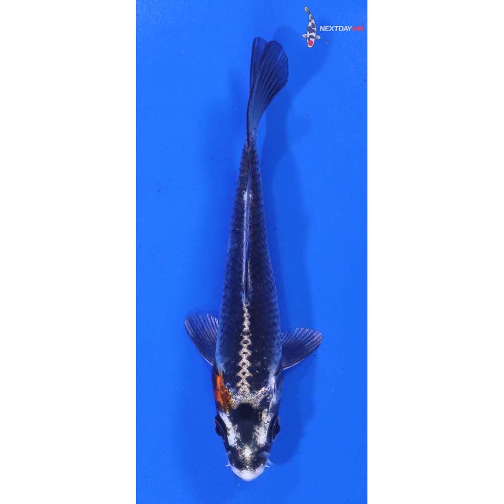 4” Imported Kujaku