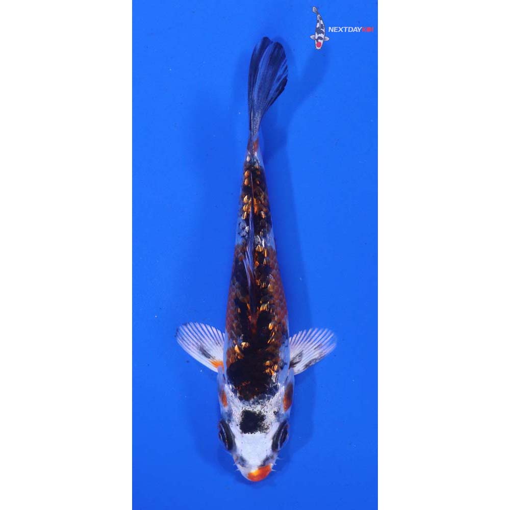 3.5” Imported Gin Rin Yamato Nishiki