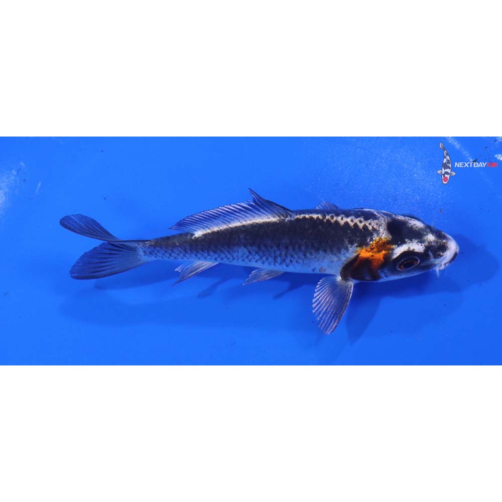 4” Imported Kujaku