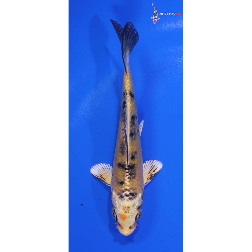 4” Imported Yamato Nishiki