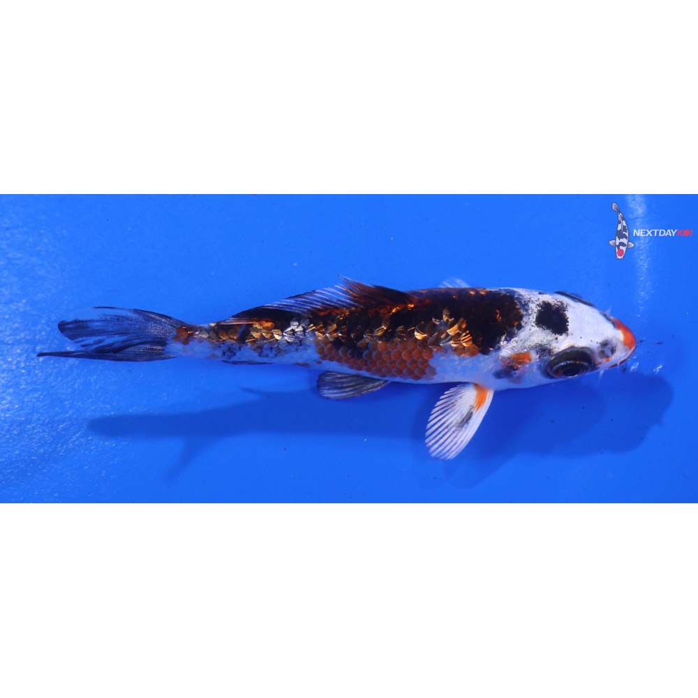 3.5” Imported Gin Rin Yamato Nishiki