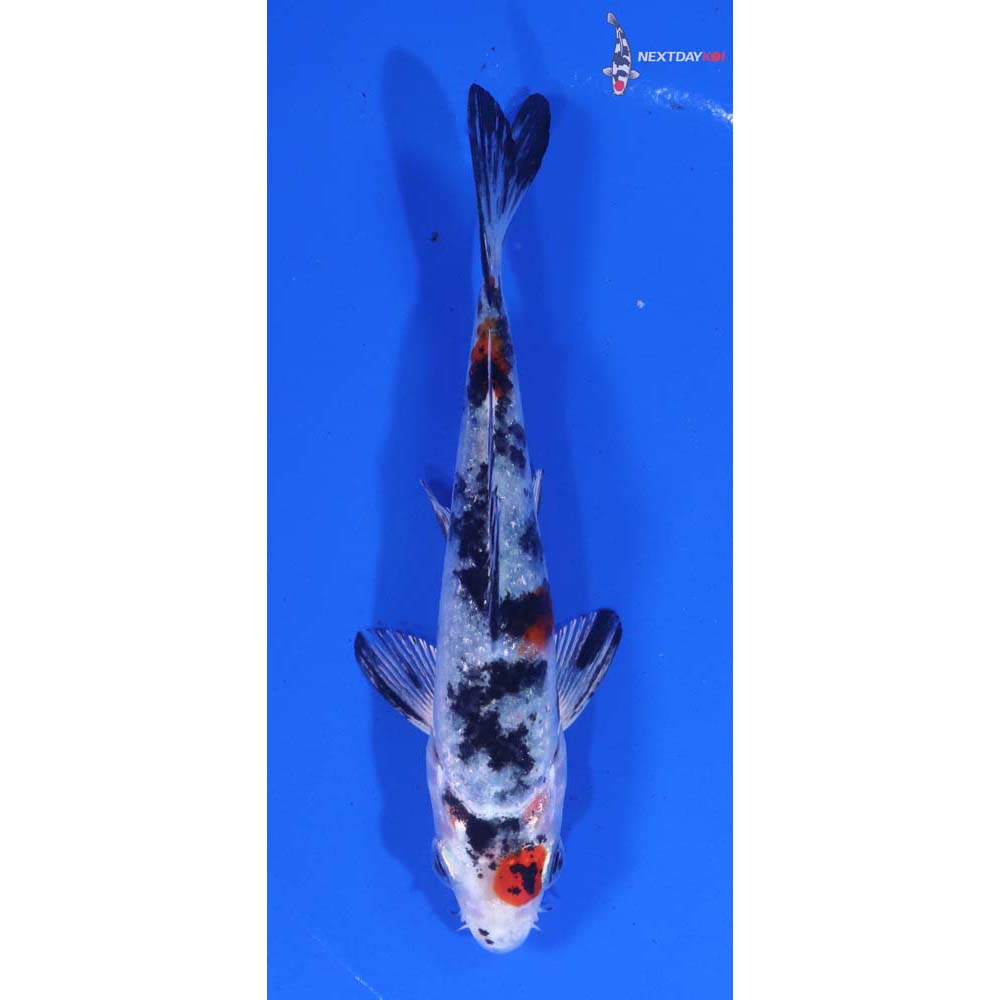 4” Imported Yamato Nishiki