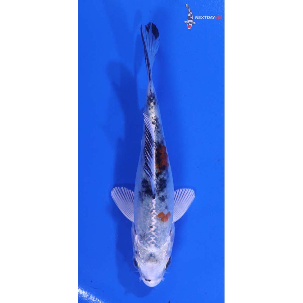 4.5” Imported Yamato Nishiki