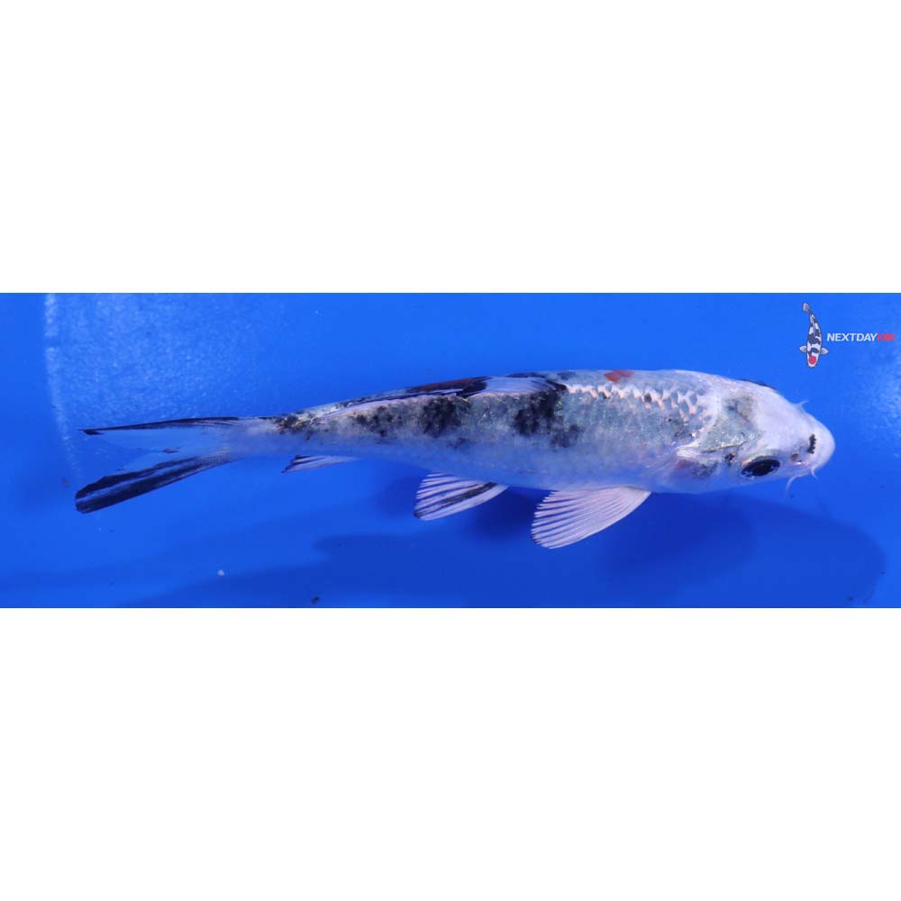 4.5” Imported Yamato Nishiki