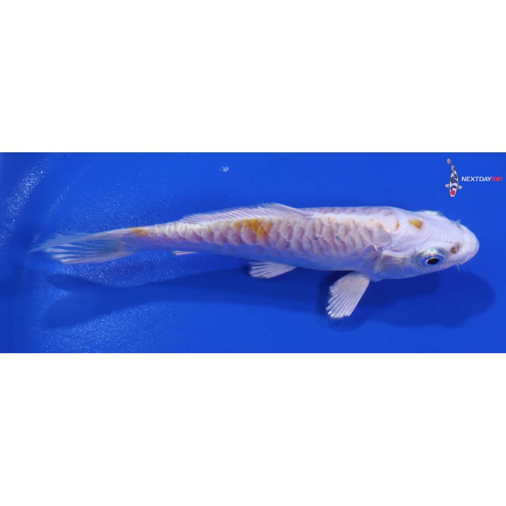 4.5” Imported Armor Scaled Hariwake