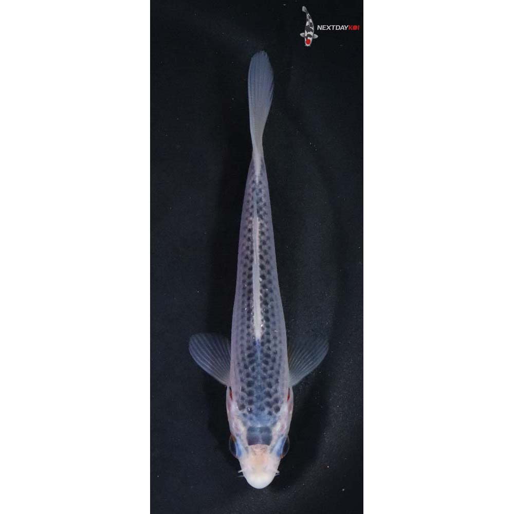 4.5” Imported Asagi