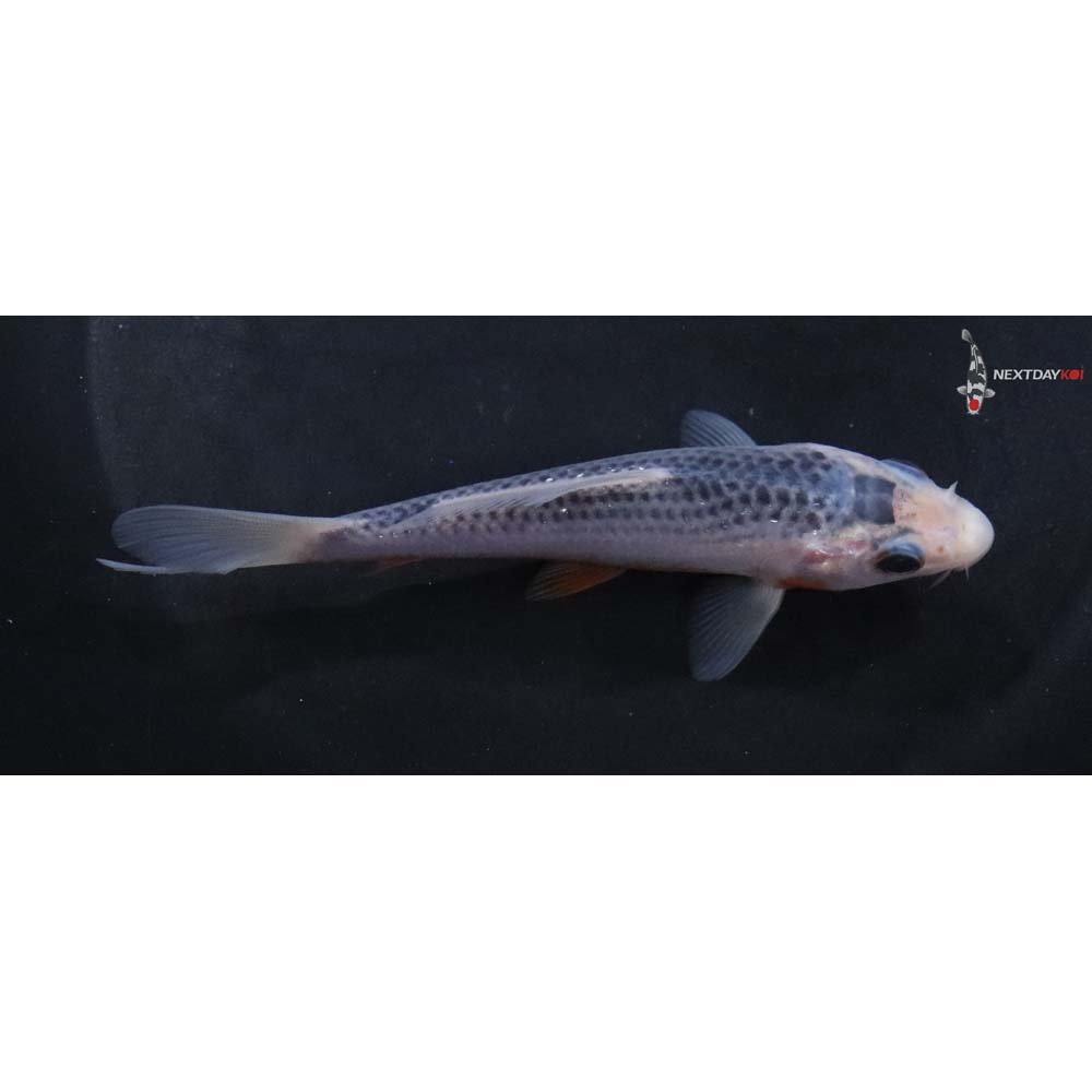 4.5” Imported Asagi