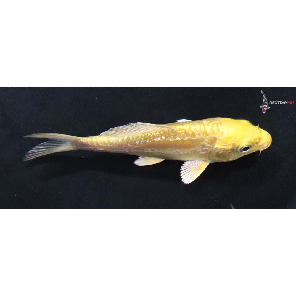 3.5” Imported Gin Rin Doitsu Yamabuki Ogon