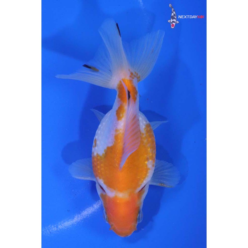 3.5” Imported Male Yellow and White Pearlscale