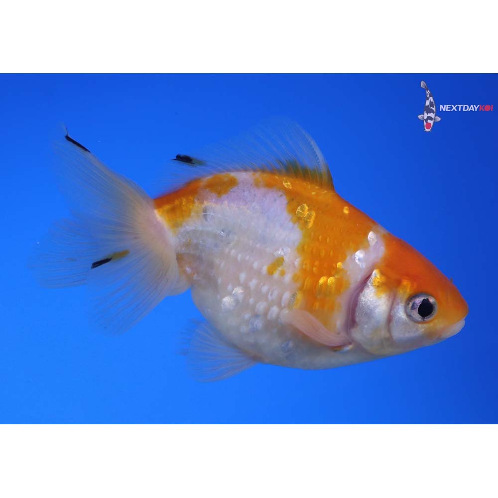 3.5” Imported Male Yellow and White Pearlscale