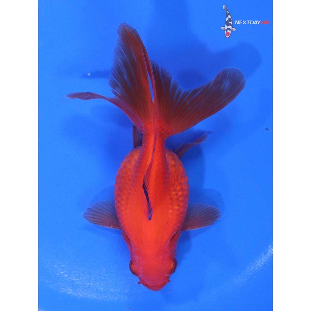 4” Imported Male Red Pearlscale