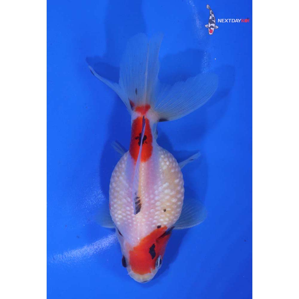 4” Imported Male Calico Pearlscale