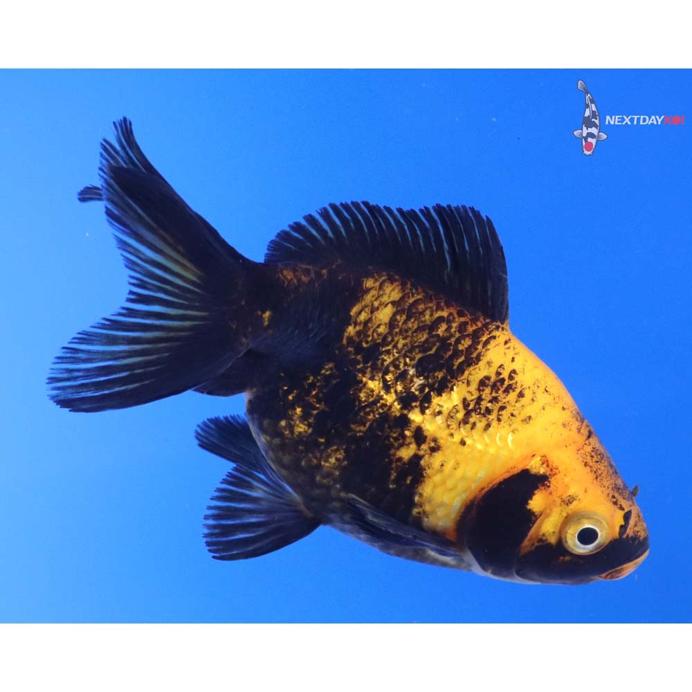 4” Imported Yellow and Black Pearlscale