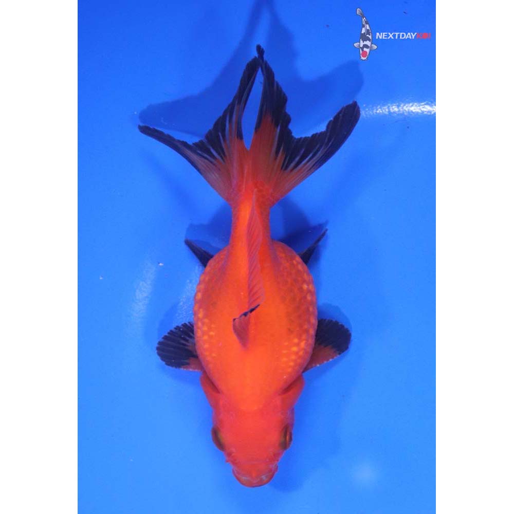 4.5” Imported Male Red and Black Pearlscale