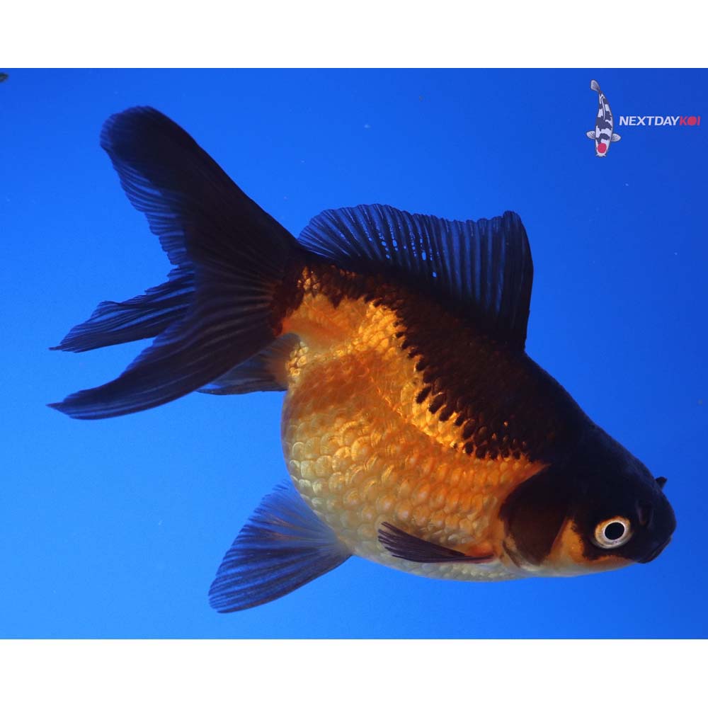 4.5” Imported Red and Black Pearlscale