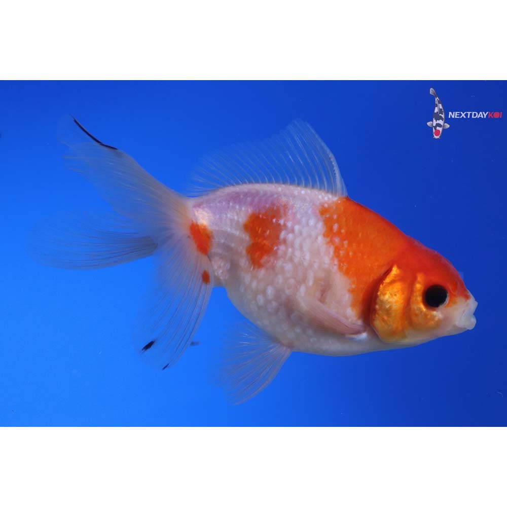 4.5” Imported Male Red and White Pearlscale