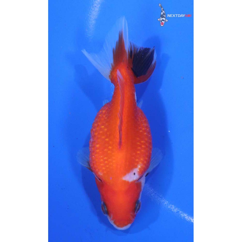 3.5” Imported Calico Pearlscale