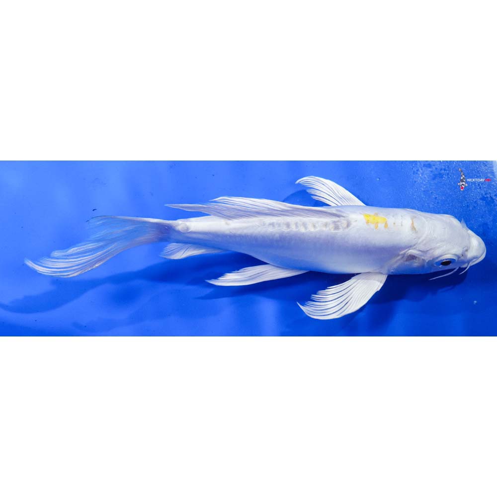 7.5” Imported Doitsu Lemon Hariwake Butterfly Koi