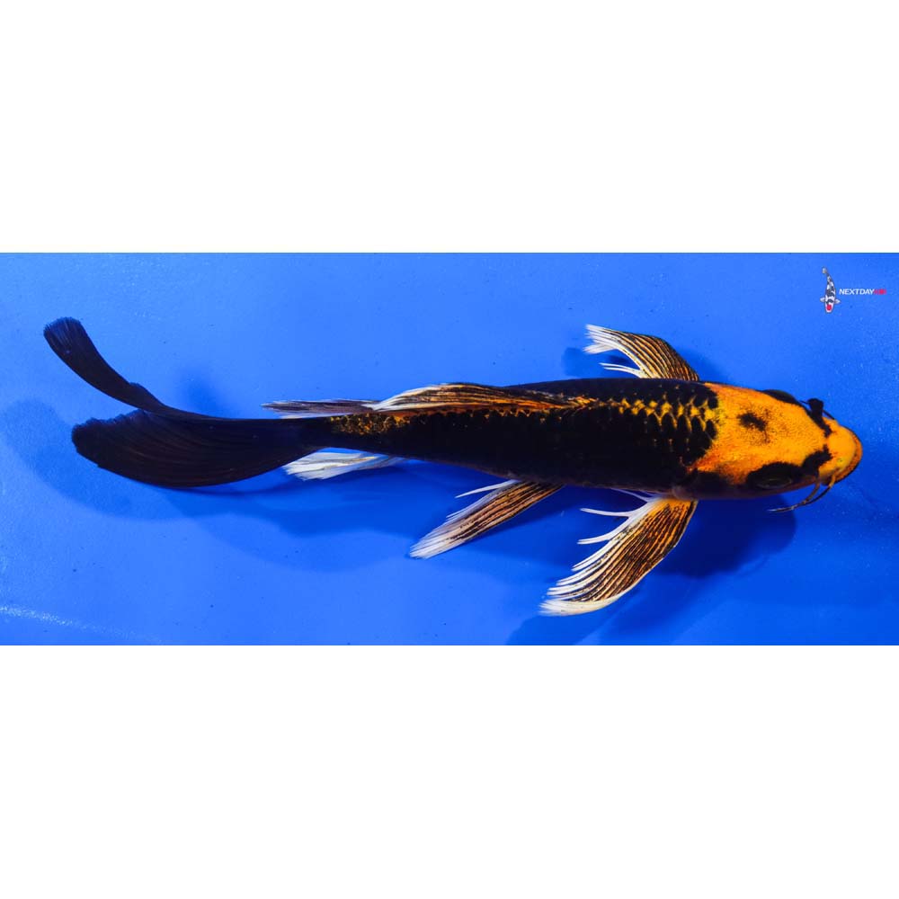 7.5” Imported Orenji Matsuba Butterfly Koi
