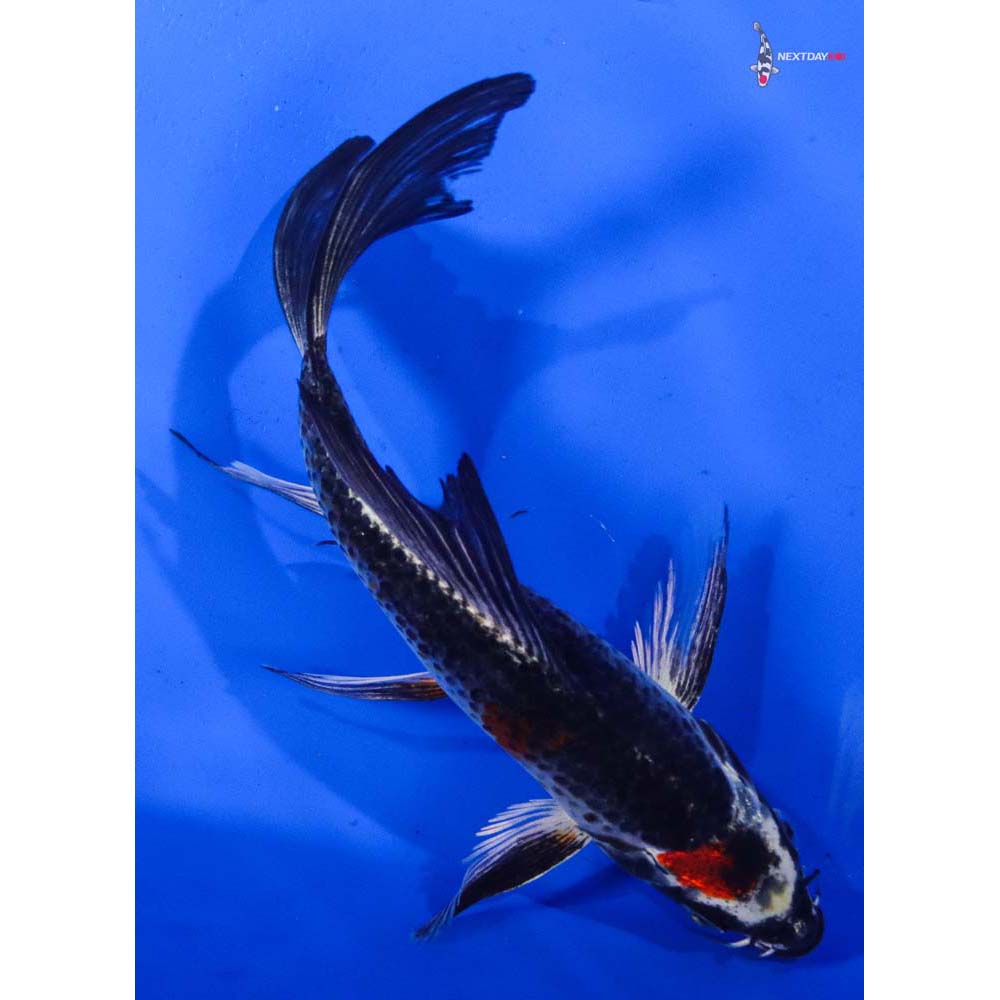 7.5” Imported Kujaku Butterfly Koi