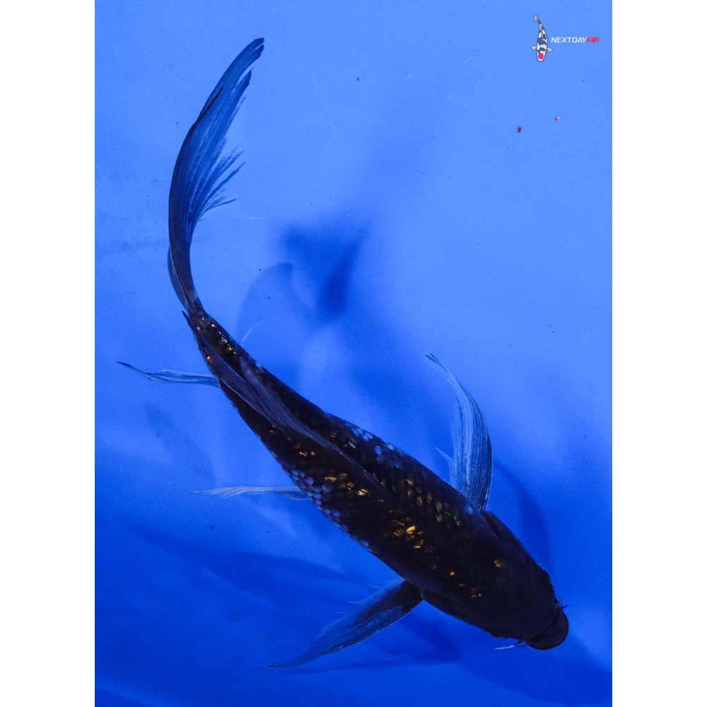 7.5” Imported Gin Rin Ochiba Shigure Butterfly Koi
