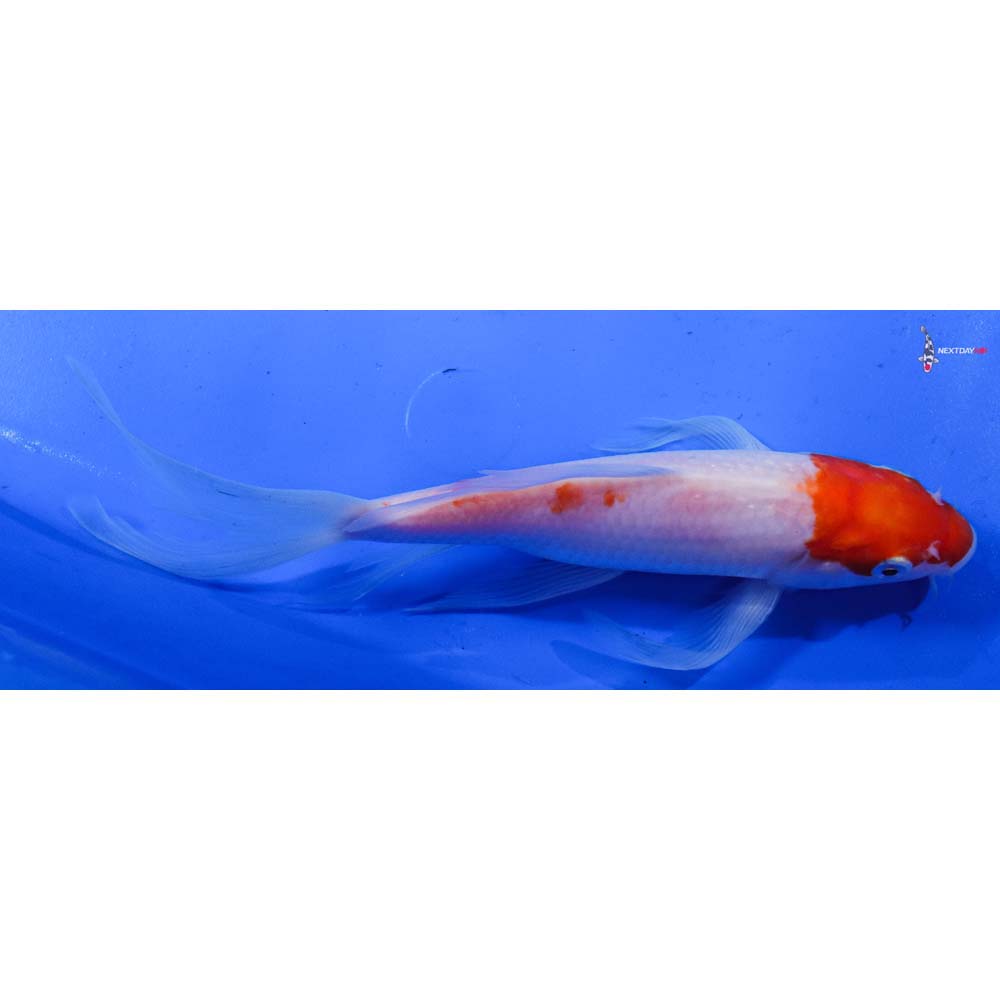 8.5” Imported Kohaku Butterfly Koi