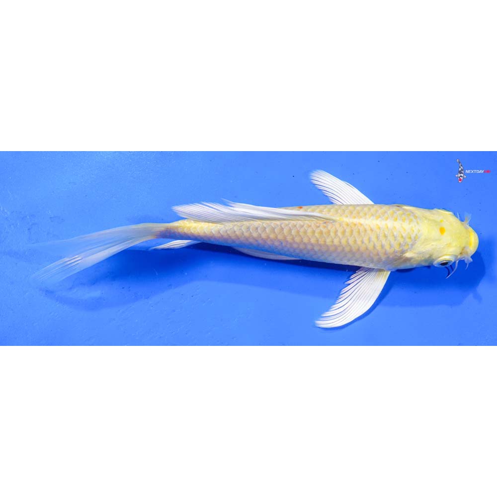 8.5” Imported Yamabuki Ogon Butterfly Koi