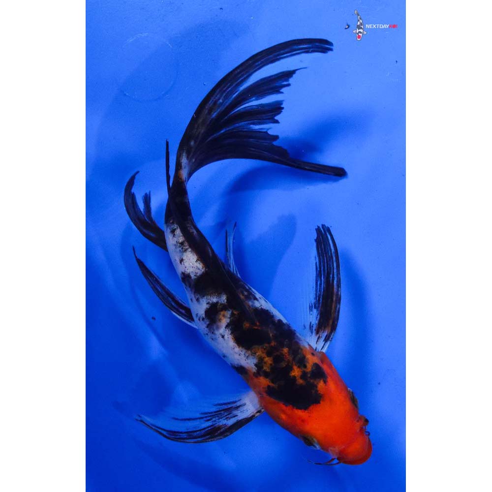 8.5” Imported Sanke Butterfly Koi