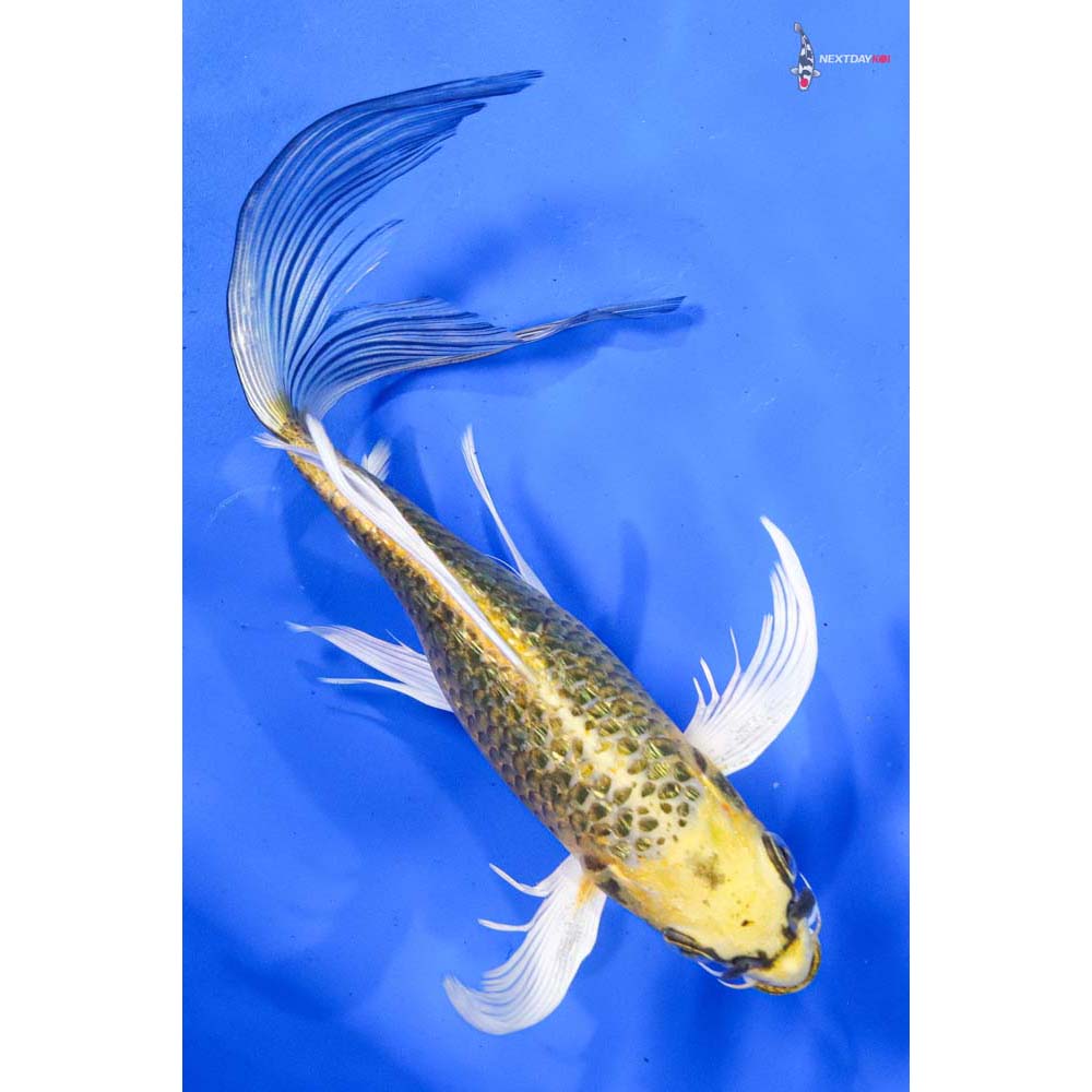 8.5” Imported Gin Rin Ki Matsuba Butterfly Koi