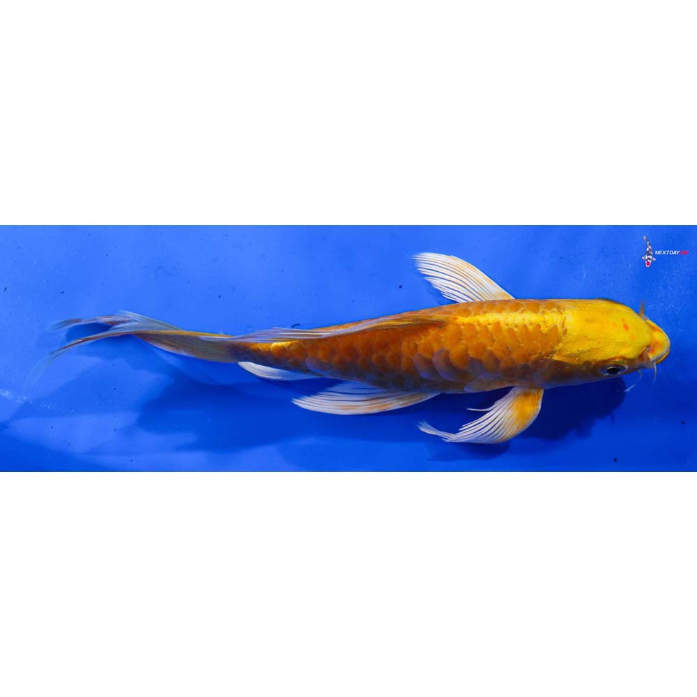 8.5” Imported Armor Scaled Yamabuki Ogon Butterfly Koi