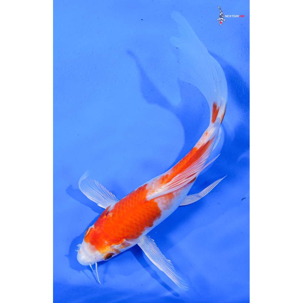 7.5” Imported Hariwake Butterfly Koi