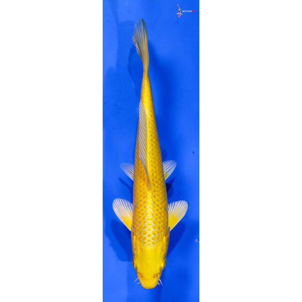 7” Imported Yamabuki Ogon