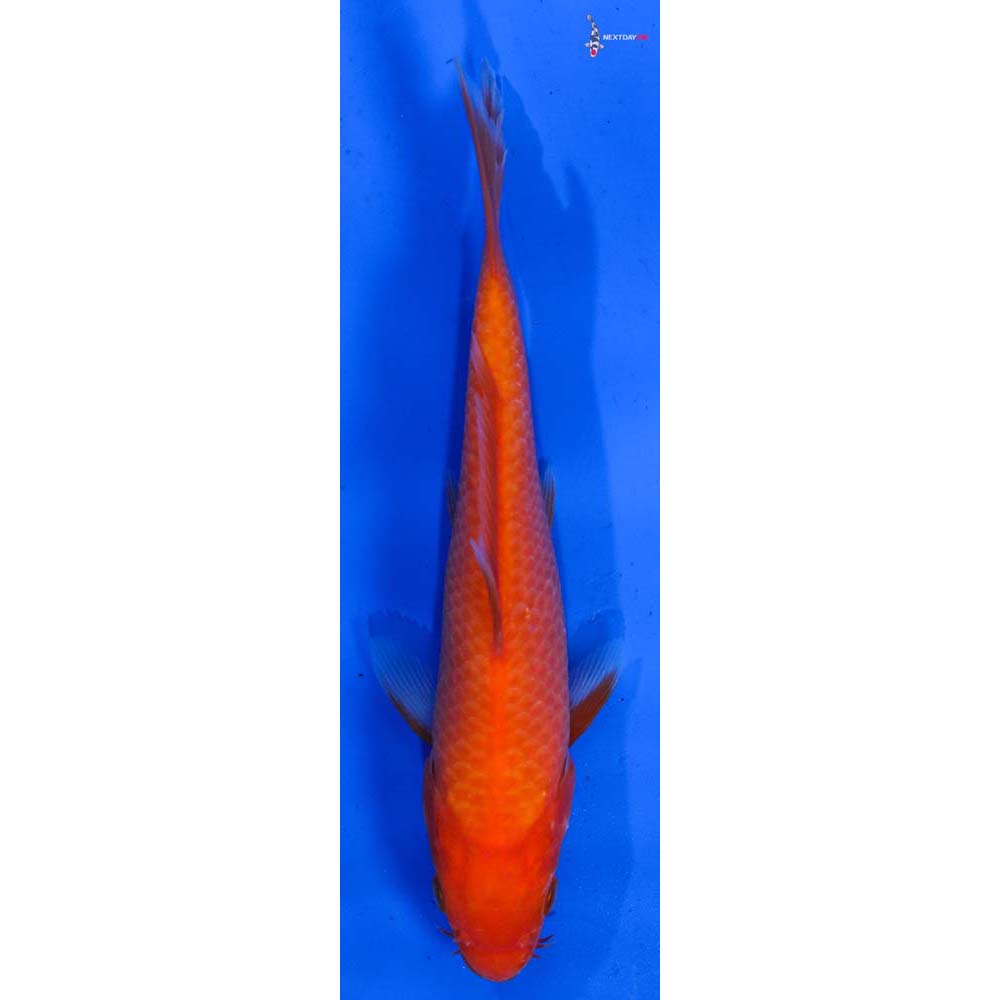 6.5” Imported Chagoi