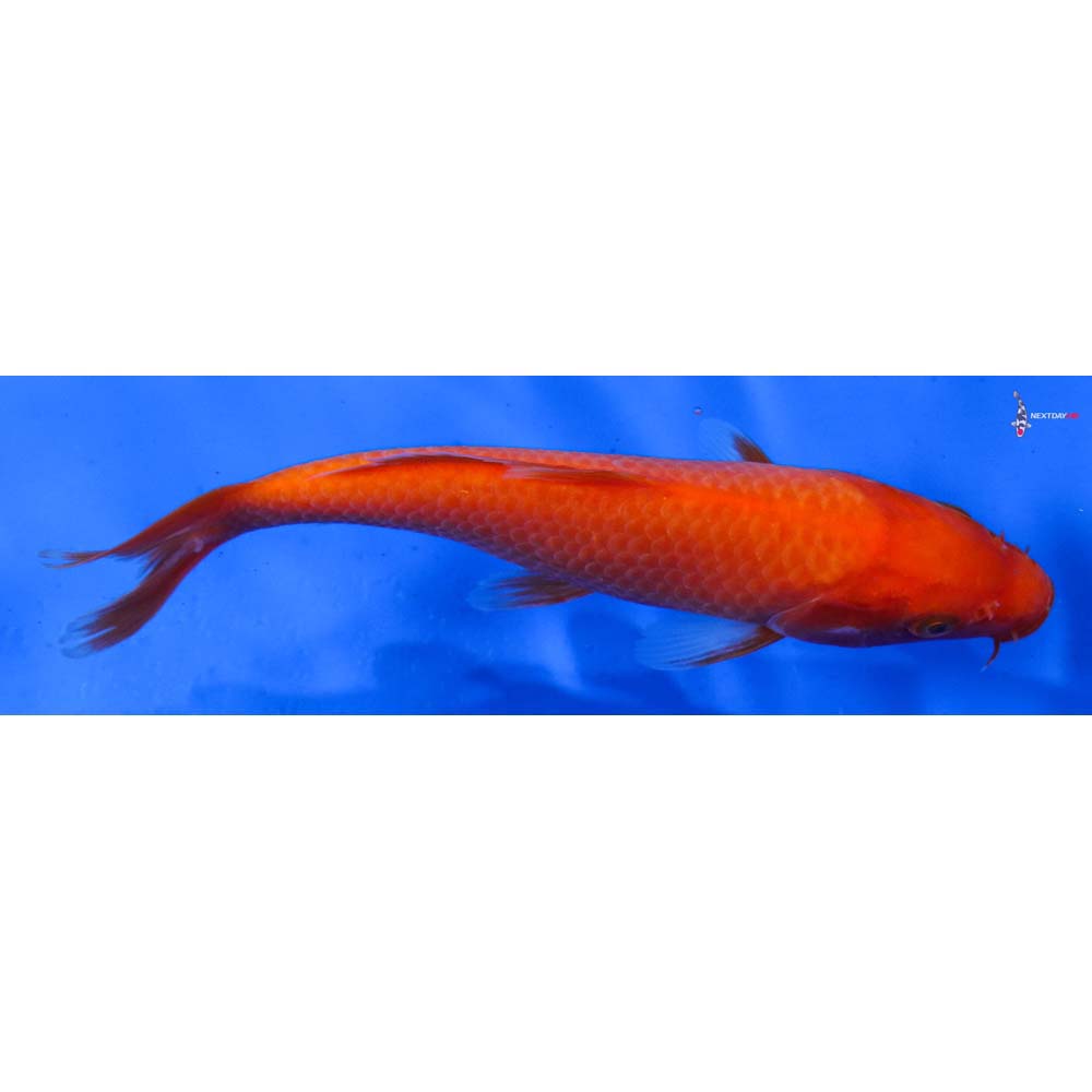 6.5” Imported Chagoi