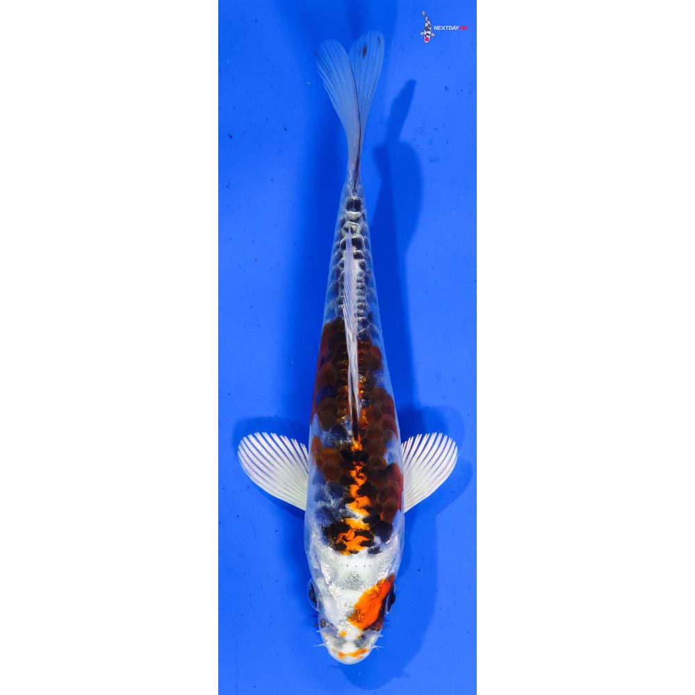 6.5” Imported Armor Scaled Kujaku