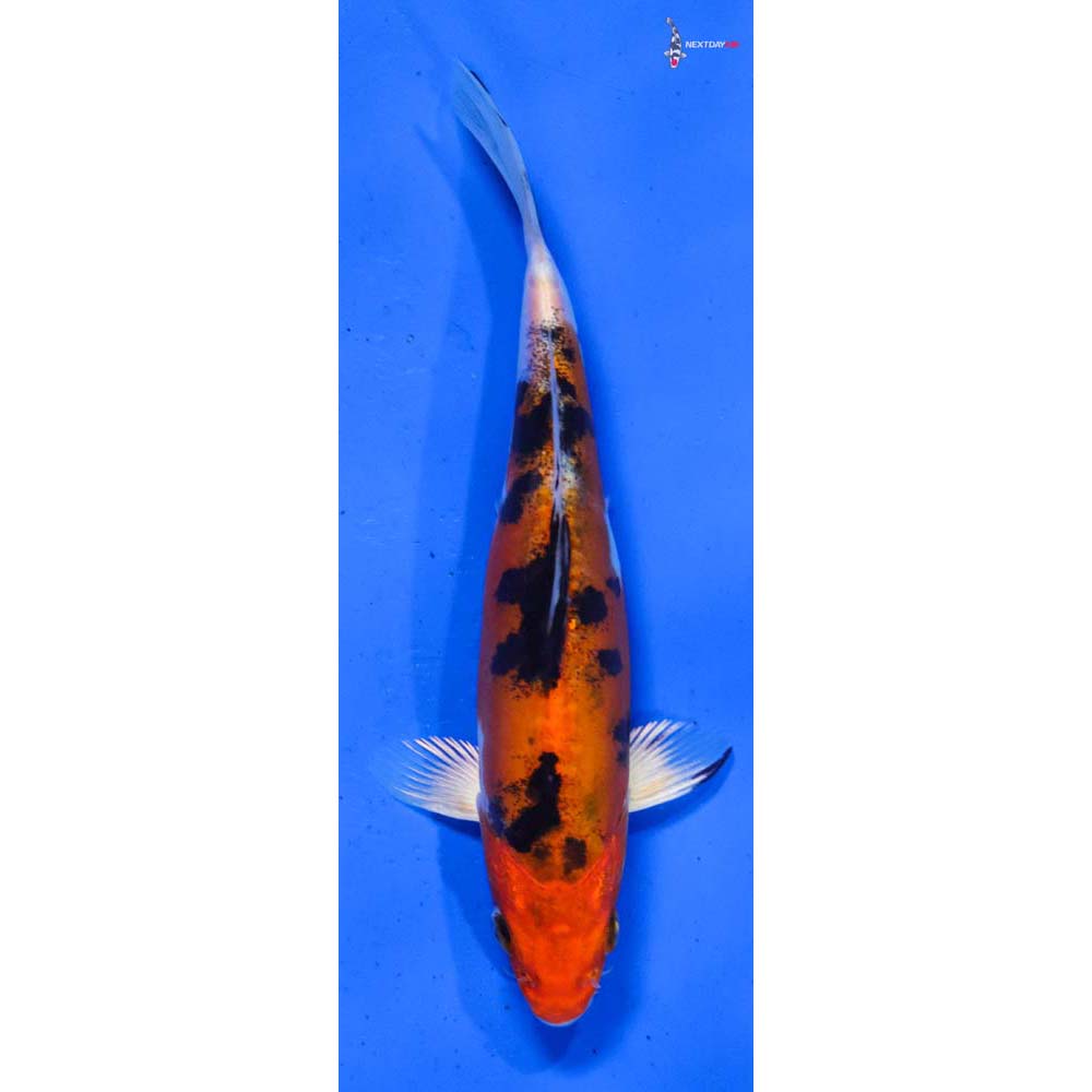 6.5” Imported Yamato Nishiki