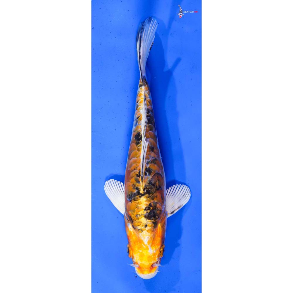 7” Imported Heisei Nishiki