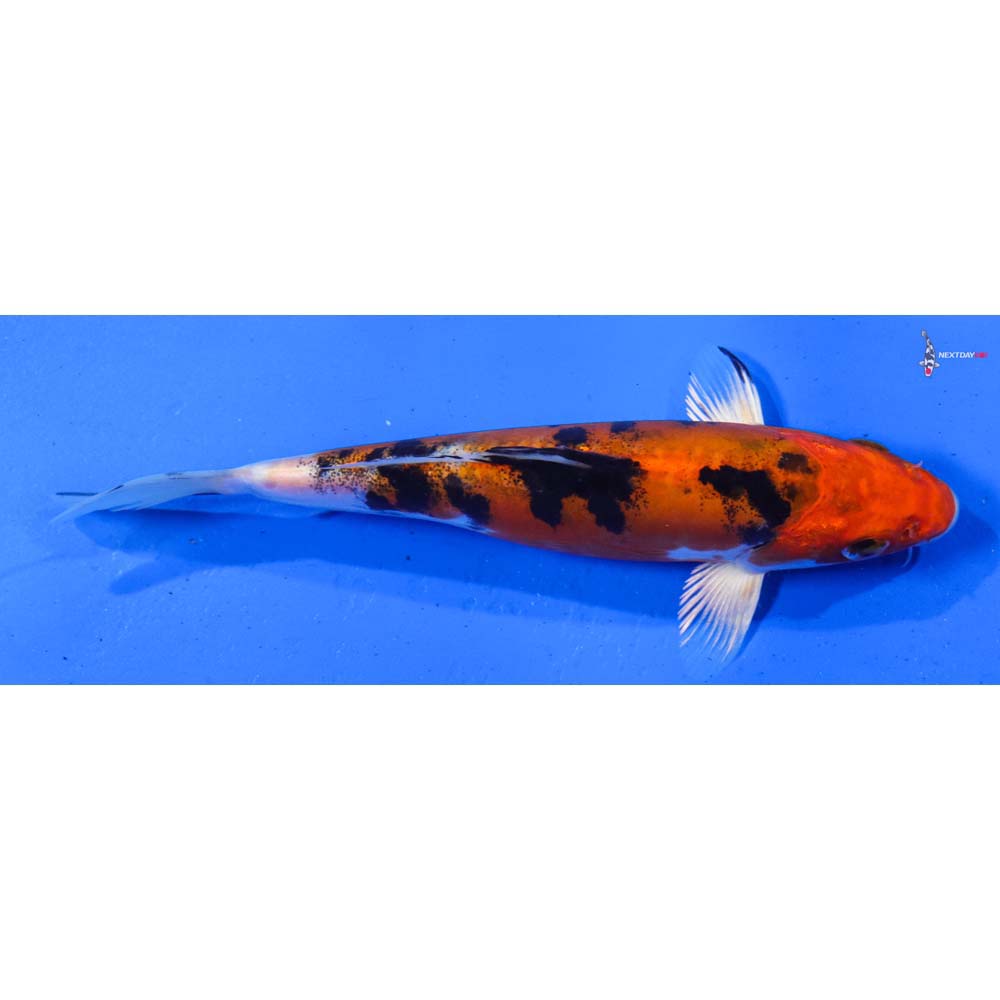 6.5” Imported Yamato Nishiki