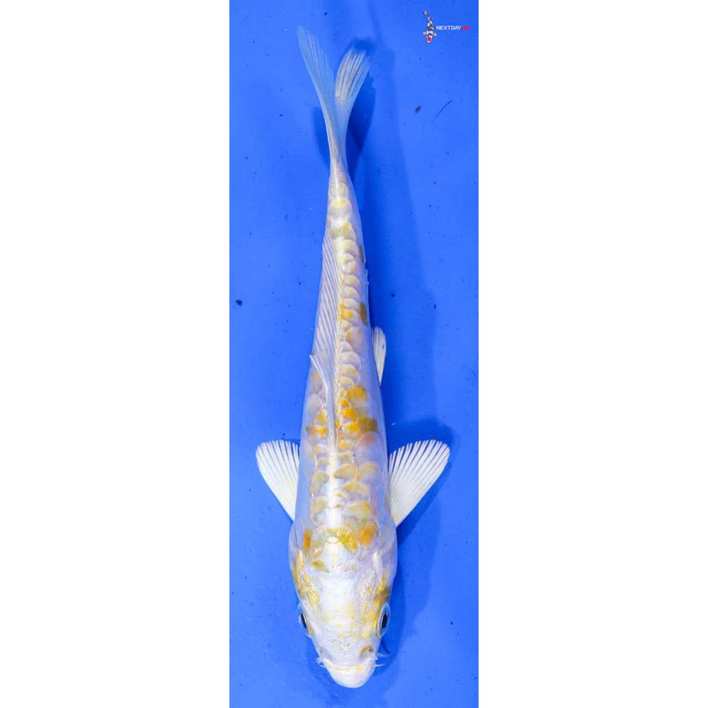 6.5” Imported Doitsu Lemon Hariwake