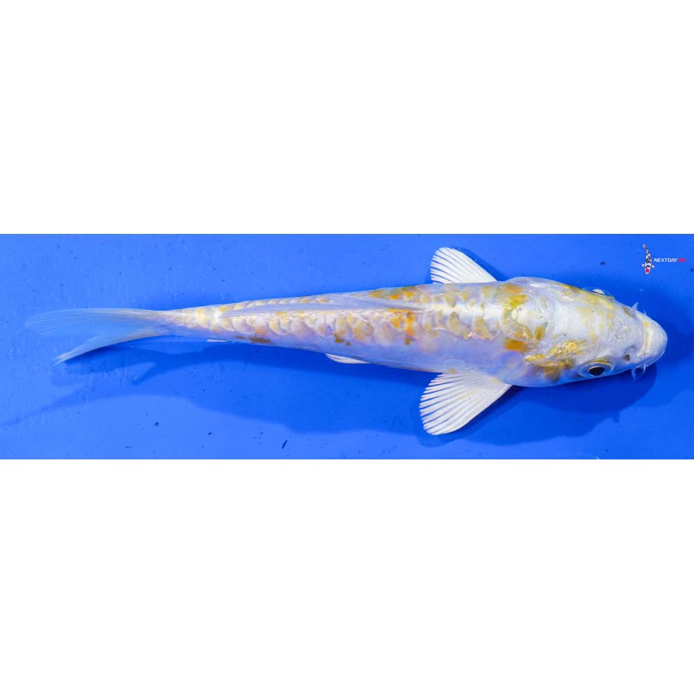 6.5” Imported Doitsu Lemon Hariwake