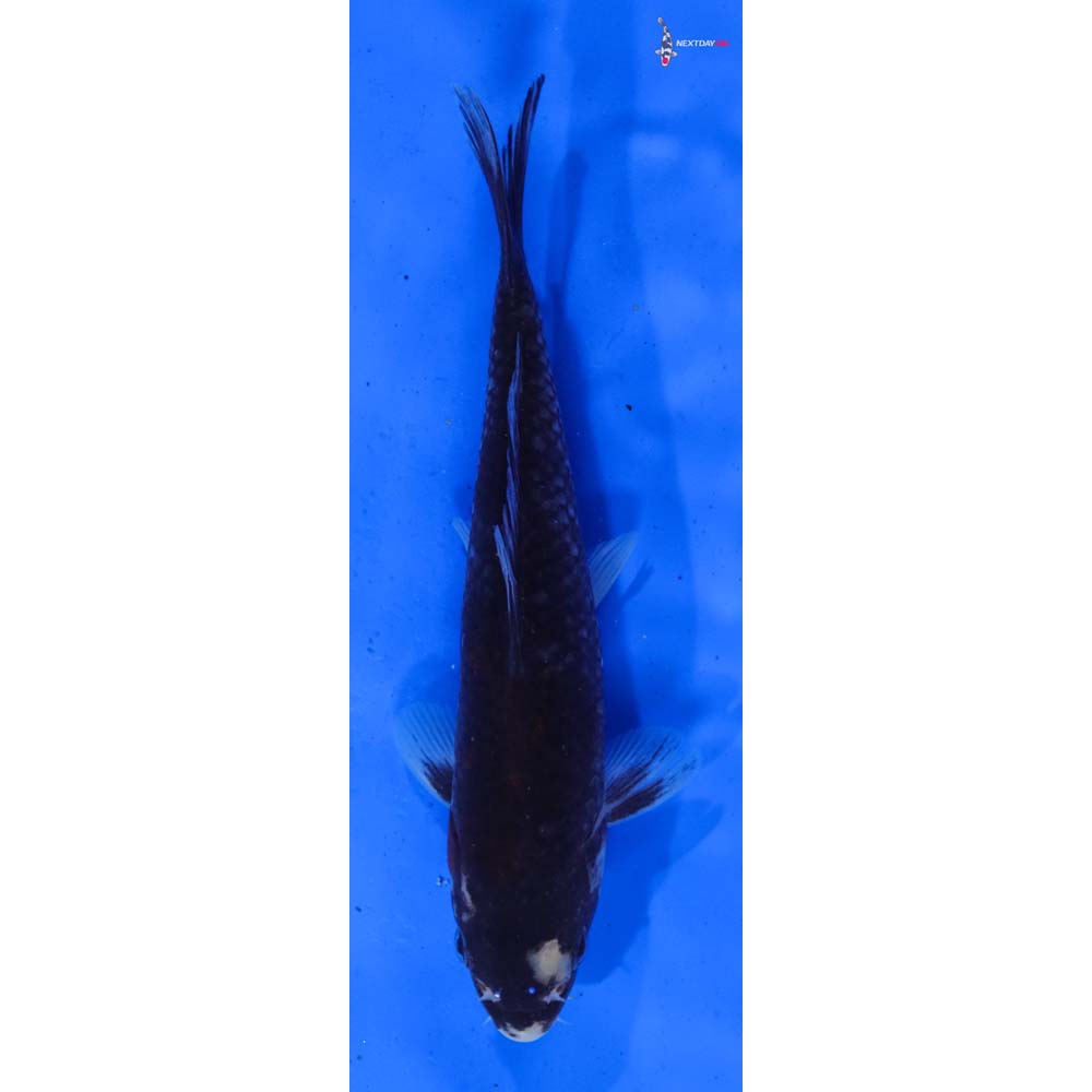 6.5” Imported Beni Matsukawabakke