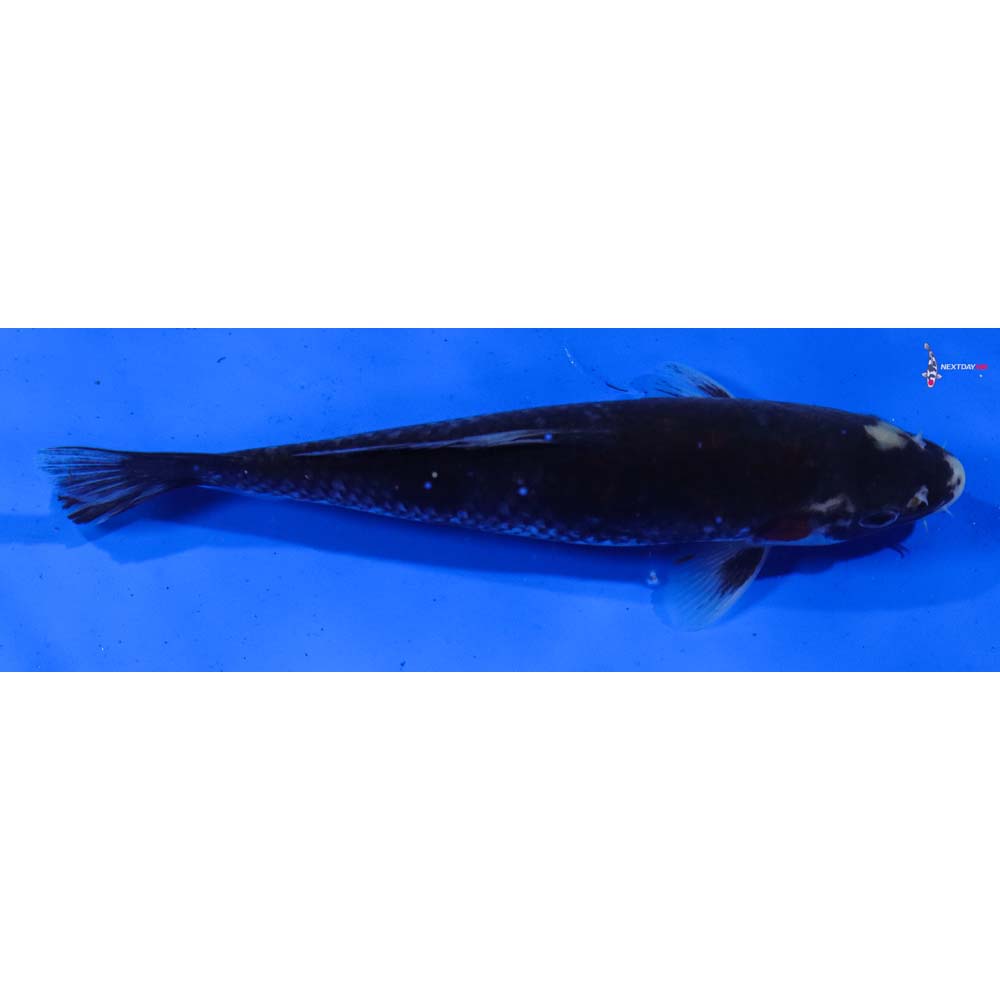 6.5” Imported Beni Matsukawabakke