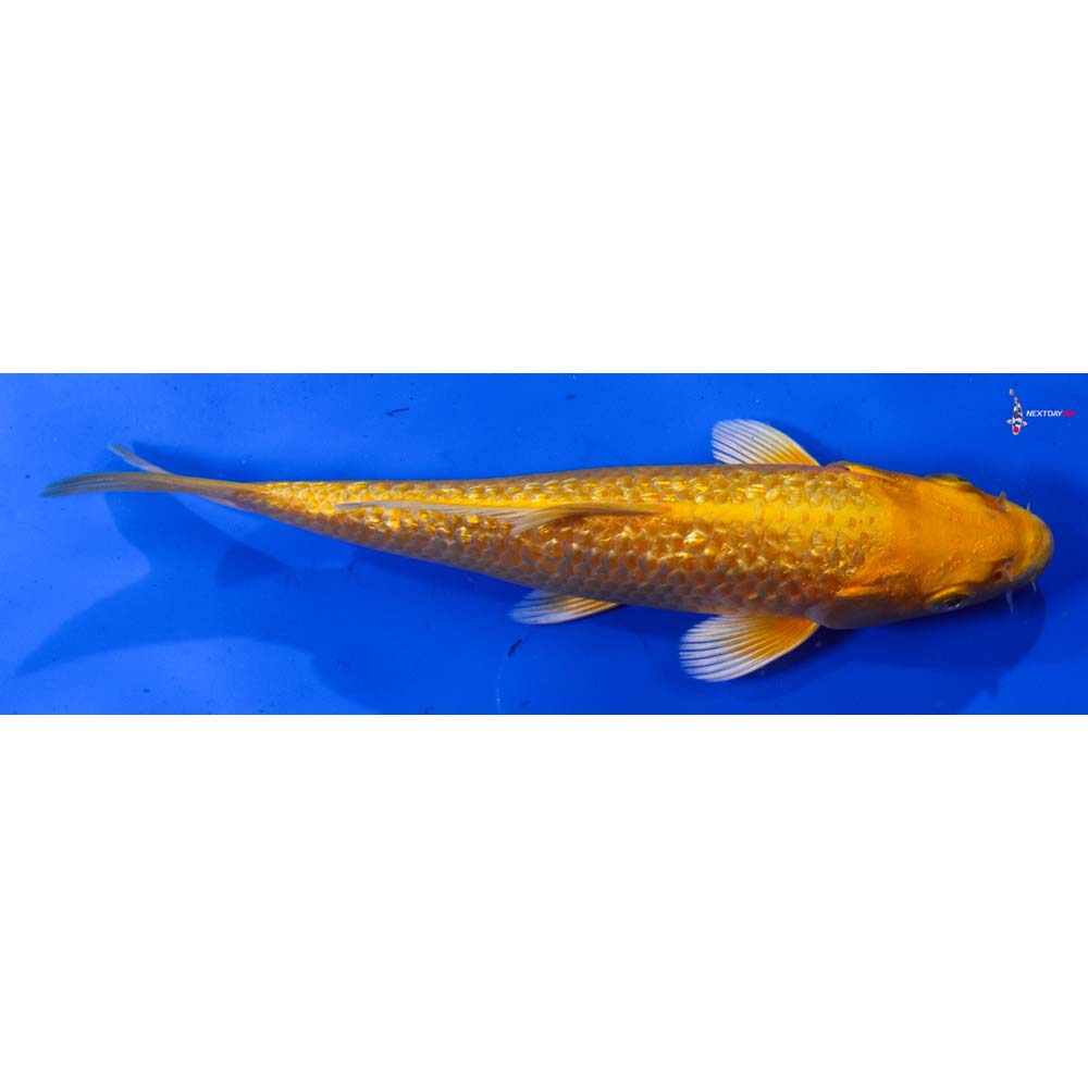 6” Imported Gin Rin Yamabuki Ogon