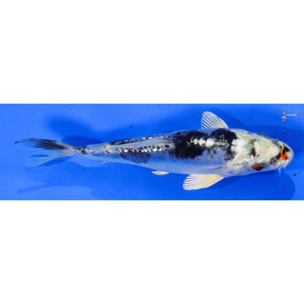 6” Imported Gin Rin Heisei Nishiki